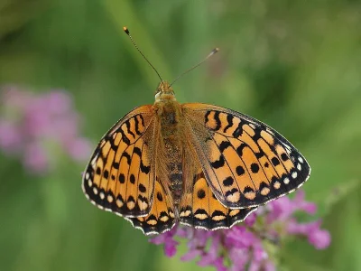 Argynnis (Speyeria) aglaja