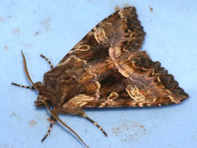 Blepharita amica