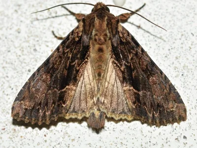 Apamea (Abromias) monoglypha