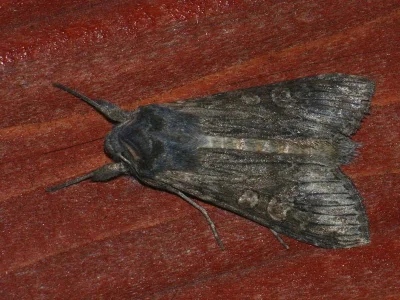 Cucullia lindei