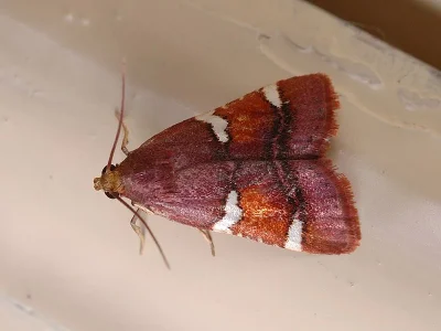Pyralis regalis