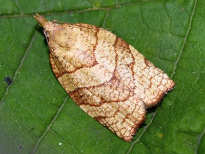 Pandemis corylana