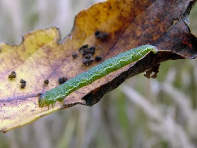 Lomaspilis marginata