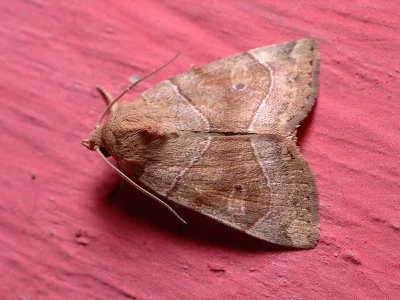 Cosmia (Calymnia) trapezina