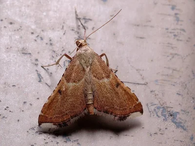 Endotricha flammealis