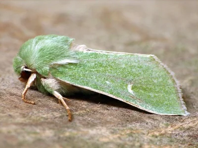 Calamia tridens
