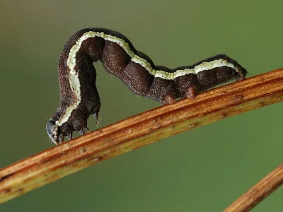 Acontia (Emmelia) trabealis