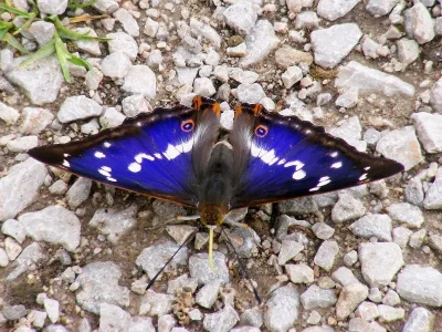 Apatura iris