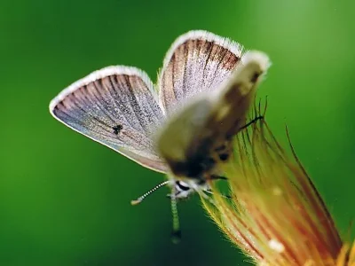 Agriades glandon