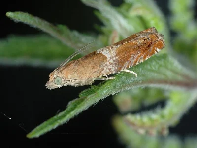 Epinotia abbreviana