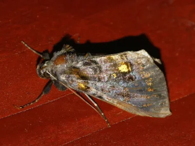 Lamprotes c-aureum