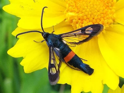 Synanthedon myopaeformis