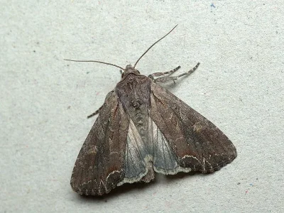 Lacanobia (Dianobia) suasa