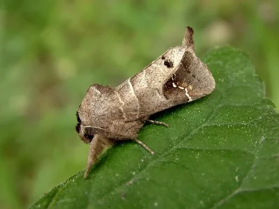 Clostera anachoreta