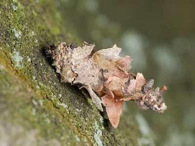 Sterrhopterix fusca