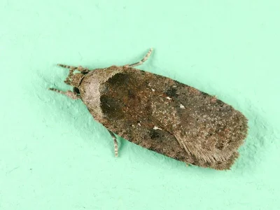 Agonopterix multiplicella