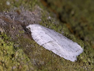 Acleris logiana