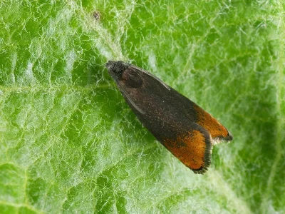 Pammene rhediella