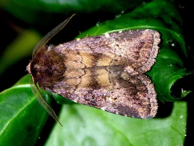 Charanyca (Rusina) ferruginea