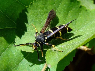 Paranthrene tabaniformis