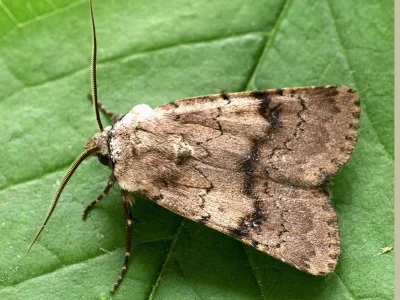 Agrotis (Agrotis) cinerea