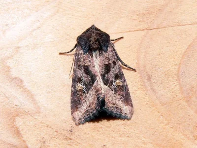 Helotropha leucostigma