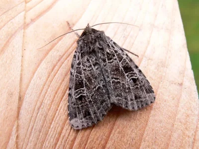 Naenia typica