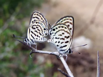 Tarucus balkanica