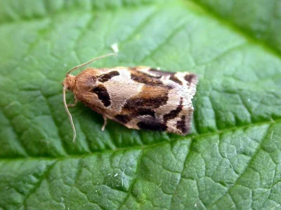Archips xylosteana
