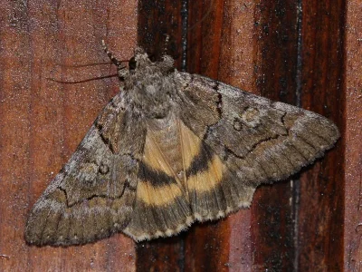 Catocala eutychea