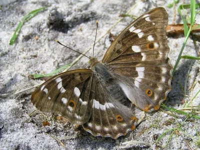 Apatura ilia