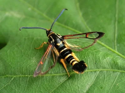 Synanthedon vespiformis