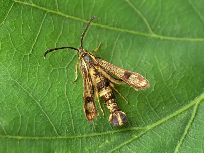 Chamaesphecia (Chamaesphecia) empiformis