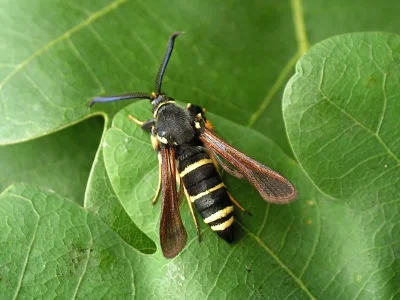 Paranthrene tabaniformis