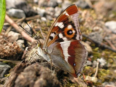 Apatura iris