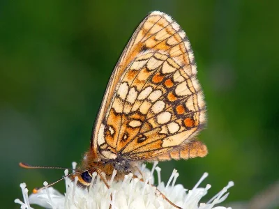 Melitaea (Mellicta) aurelia