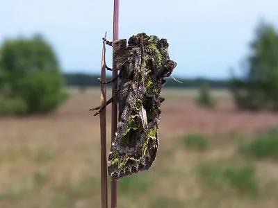 Trachea atriplicis