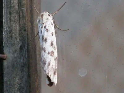 Coscinia cribraria