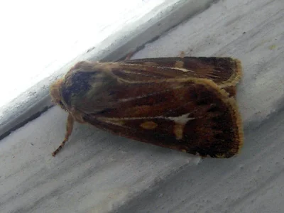 Cerapteryx graminis