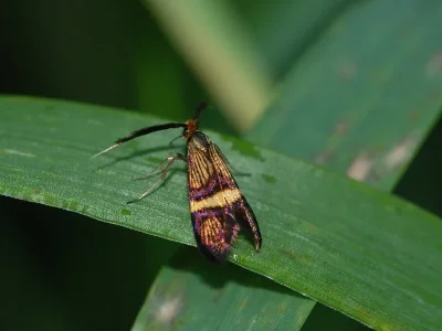 Adela croesella