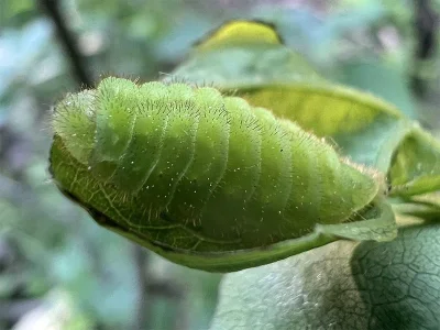 Satyrium (Nordmannia) ilicis