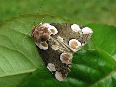 Thyatira batis