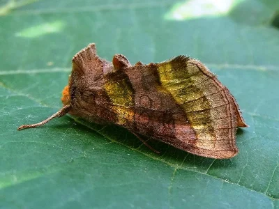 Diachrysia chrysitis