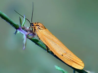 Spiris striata