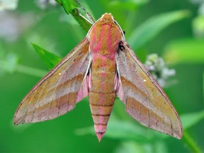 Deilephila elpenor
