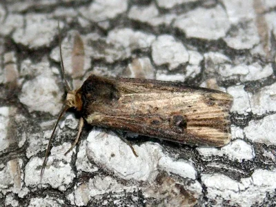 Axylia putris