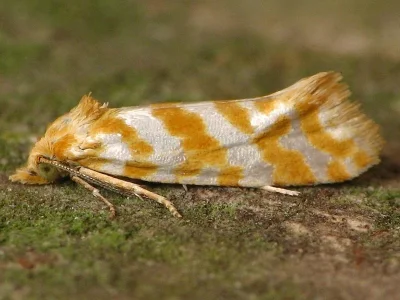 Aethes margaritana