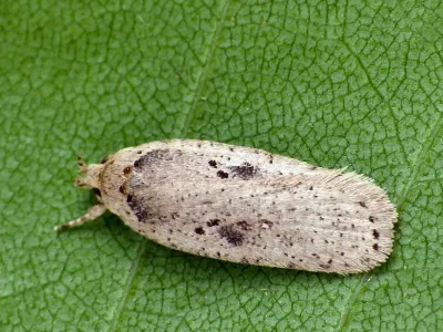 Agonopterix yeatiana