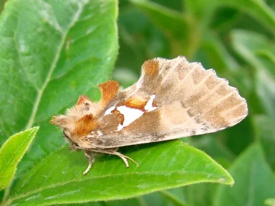 Spatalia argentina