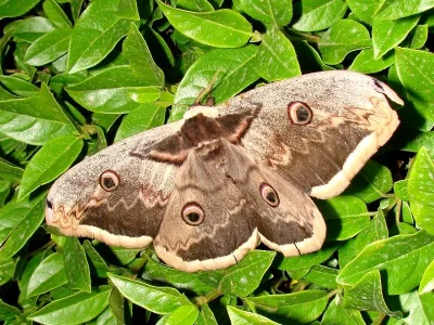 Saturnia (Saturnia) pyri